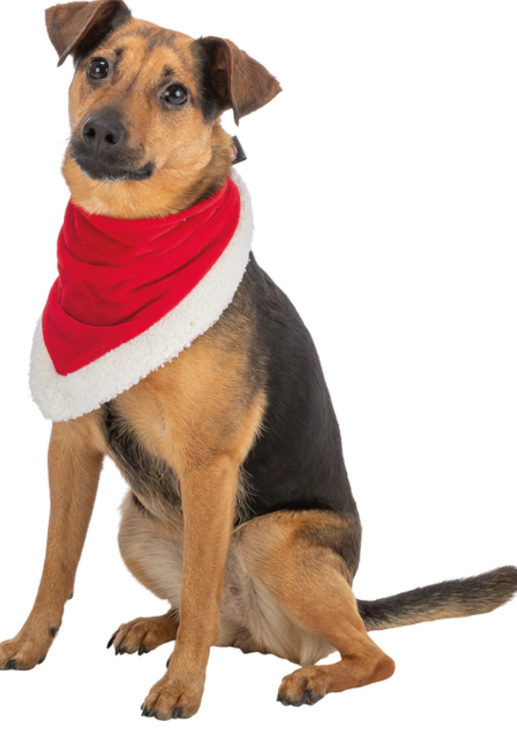 [54772-002] Foulard Xmas (Taille 1) - Trixie