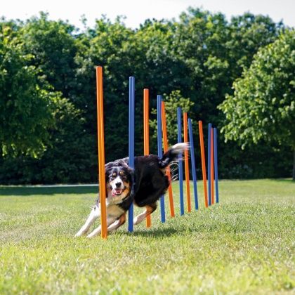 [8263] Slalom Agility - Trixie