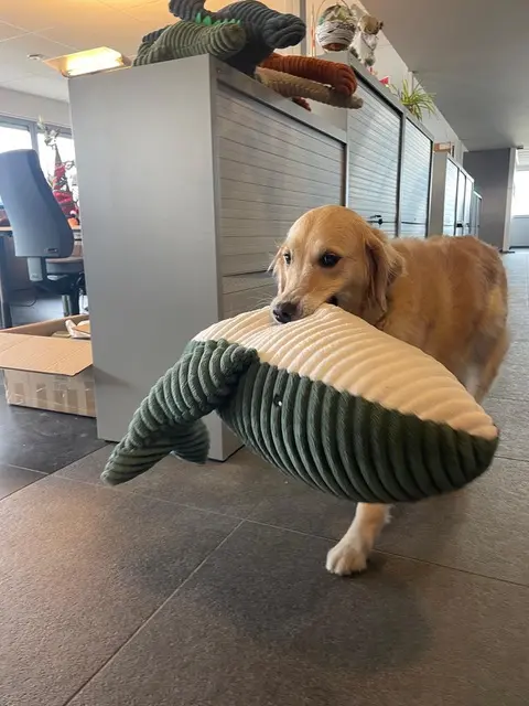 Jouet chien peluche baleine (XXL) -  Vadigran