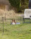 Clôture mobile noir pour chien (15 m) - Trixie