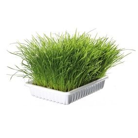 [6420] Herbe à chat "tendre" dépurative naturelle - Trixie