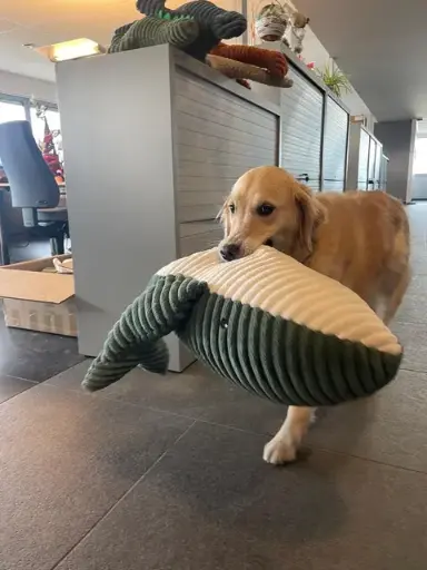 [J25020006] Jouet chien peluche baleine (XXL) -  Vadigran